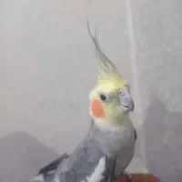 عروس نر