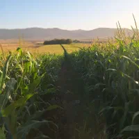 ذرت علوفه ای هیبرید ۷۰۳
