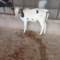 گاو و گوساله|حیوانات مزرعه|مسجد سلیمان, |دیوار