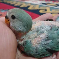 ‌‌طوطی‌برزیلی‌دستی