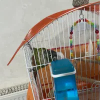 گرینچیک|پرنده|ماهدشت, |دیوار