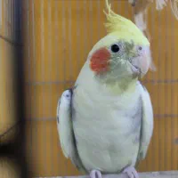 عروس هلندی نر