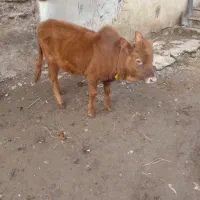 ورزاکوله چالوسی گاو لیشه چالوسی