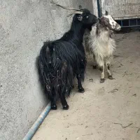 2عدد بز آبستن|حیوانات مزرعه|کاشان, لتحر|دیوار