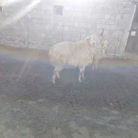 قوچ شیشک|حیوانات مزرعه|مشگین شهر, |دیوار