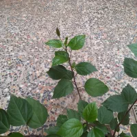 گل ختمی قرمز و گل آپارتمانی