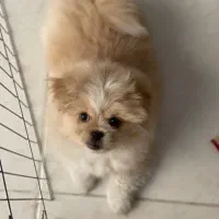 سگ پامرپیکینز،سگ ریز،سگ کوچولو،سگ فنجونی|سگ|اصفهان, احمدآباد|دیوار