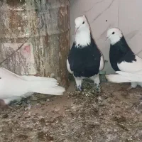 الماسی آجری