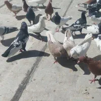 کفتر رنگی|پرنده|فولادشهر, مسکن مهر فولادشهر|دیوار
