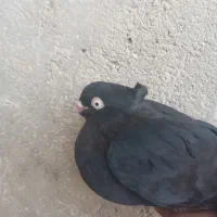 تخمه مرغه محلی اصل . دونه ۱۲