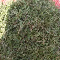 آویشن کوهی