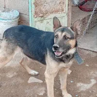 سگ ژرمن شپرد|سگ|کرمان, |دیوار