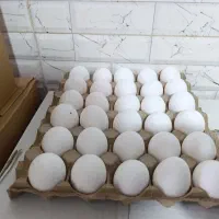 پخش تخممرغ روز|خوردنی و آشامیدنی|گنبد کاووس, |دیوار