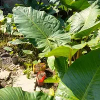 گل بابا آدم|گل و گیاه طبیعی|ماسال, |دیوار