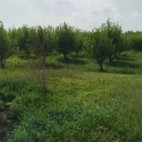 باغچه روستای برگشاد