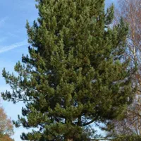 فروش ویژه ی نهال کاج سیاه ( pinus nigra )