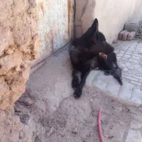 سگ ژرمن بلک