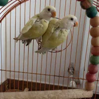 جوجه کوتوله لیمویی 2 ماهه