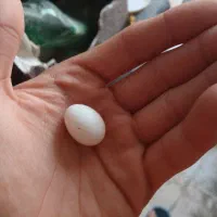 عروس هلندی جفت با جوجه و تخم با یک عدد ماده دستی|پرنده|اصفهان, باغ فدک|دیوار