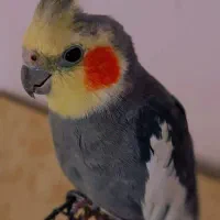 عروس هلندی گم شده