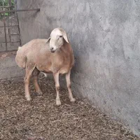 فروش قوچ