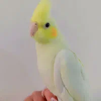 عروس هلندی نر