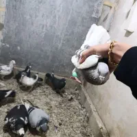 کفتر|پرنده|مشهد, کوی ولیعصر|دیوار