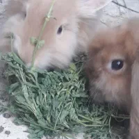 دو عدد خرگوش لوپ