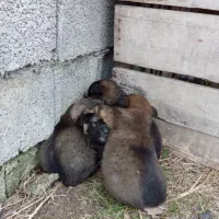 ژرمن شپرد|سگ|رشت, حومه رشت|دیوار