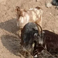 فروش بزغاله آبستن