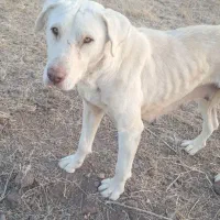 سگ سرابی|سگ|اردبیل, |دیوار