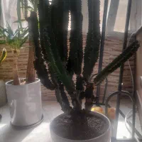 گل و گیاه طبیعی