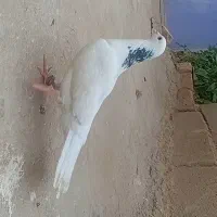 کفتر خال
