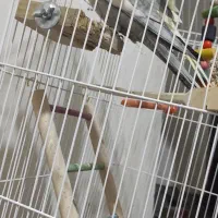 عروس هلندی سوپر سایز|پرنده|سنقر, |دیوار