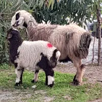 میشابره پاییزه ترکی جوان داشتی فروشه