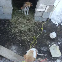 توله نر|سگ|سیلوانه, |دیوار