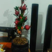 درختچه انار