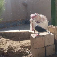 کفتر پشتی سیاه