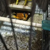 سهره باغی|پرنده|کوهدشت, |دیوار