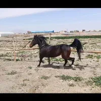 سواری اسب و آموزش کامل