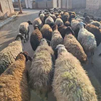 فروش میش آبستن درزنجان