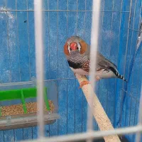 فنج نر کینگ سایز