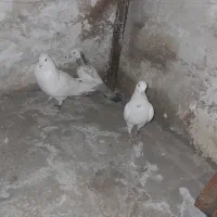 کبوتر گرفتنی