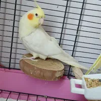 عروس هلندی