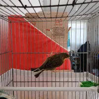 سه عدد قناری قورولتی|پرنده|اردبیل, |دیوار