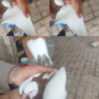 جوجه کفتر خاص