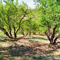 فروش فوری باغ بادام|فروش دفتر صنعتی، کشاورزی، تجاری|سامان, |دیوار