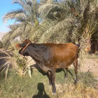 سلام گوساله جرسی اصل بخور|حیوانات مزرعه|جیرفت, |دیوار