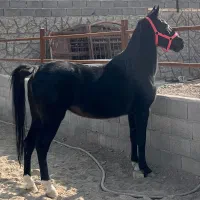 مادیان کرد ۸ ساله