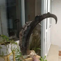 شاخ پازن|حیوانات مزرعه|تهران, مختاری|دیوار